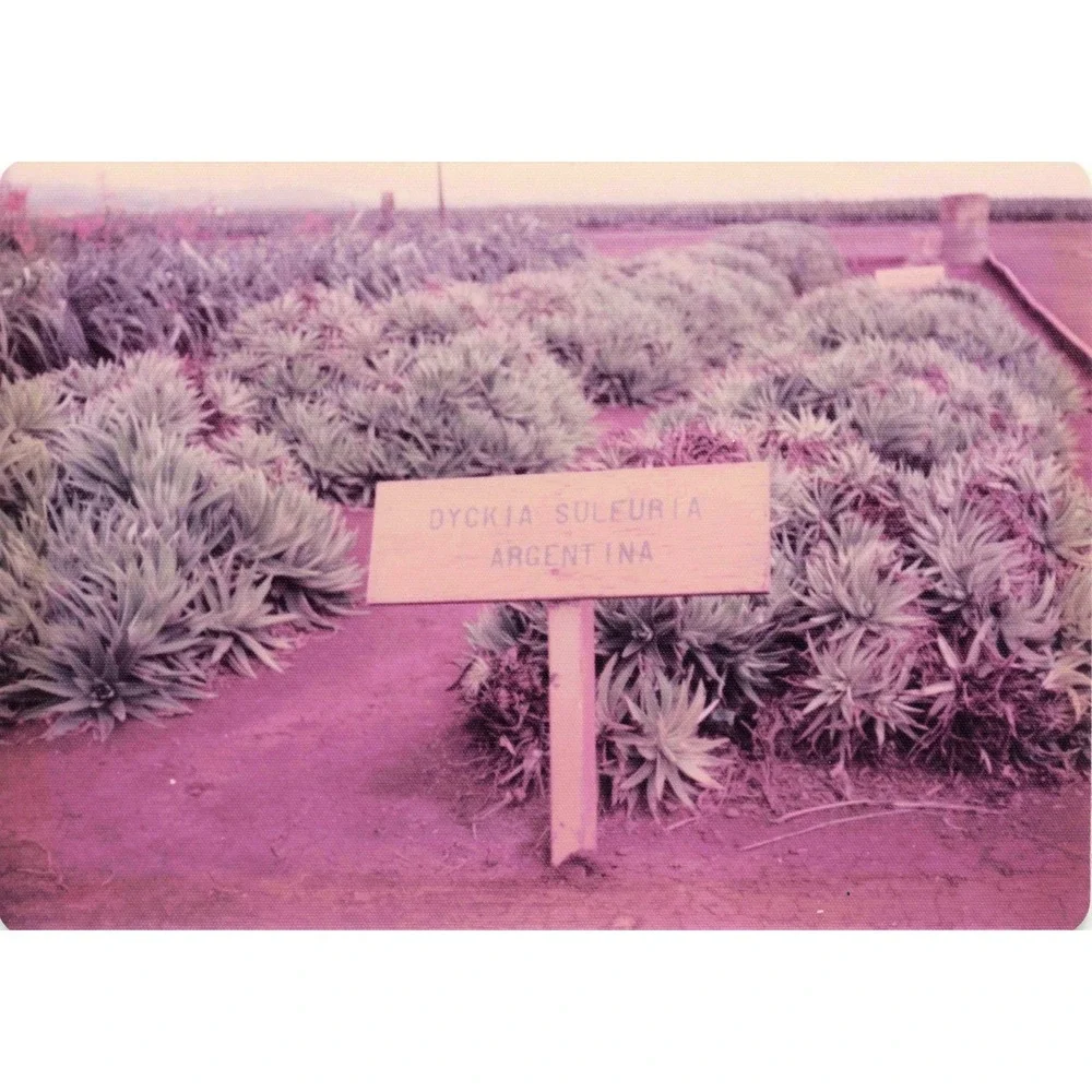 Vintage 1970s Hawaii Oahu Del Monte Pineapple Wahiawa Garden Photo Lot of 8 - Picture 3 of 8